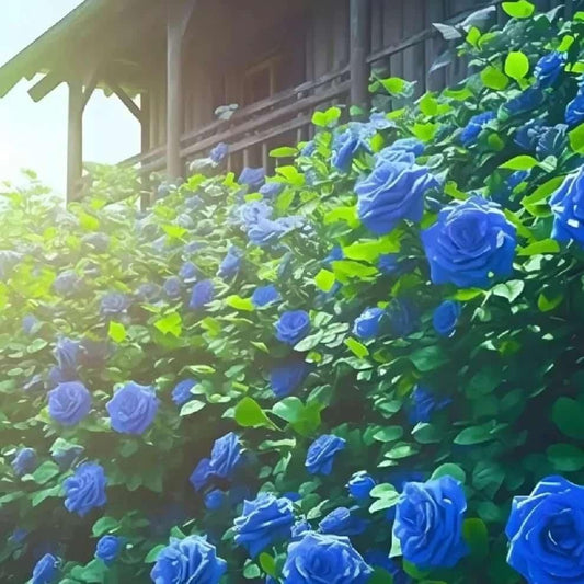 Blue Climbing Rose Seeds For Home Garden