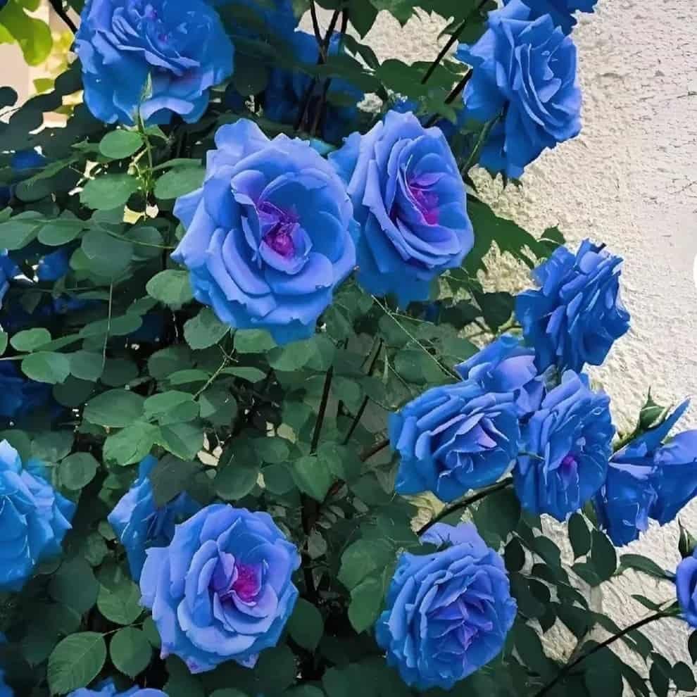 Blue Climbing Rose Seeds For Home Garden