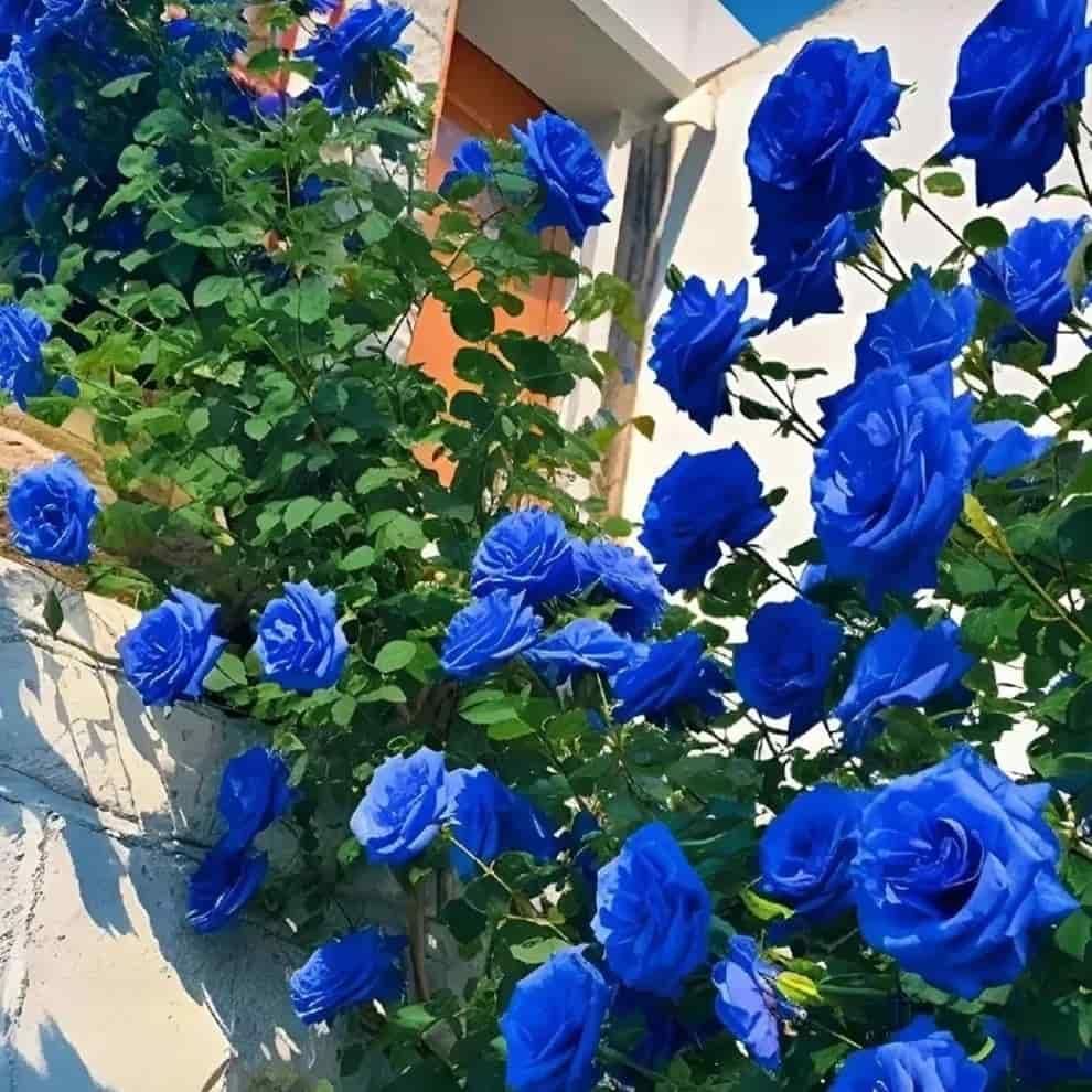 Blue Climbing Rose Seeds For Home Garden