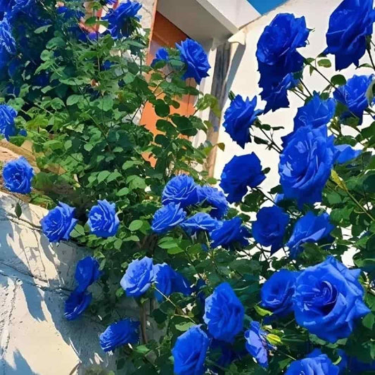 Blue Climbing Rose Seeds For Home Garden