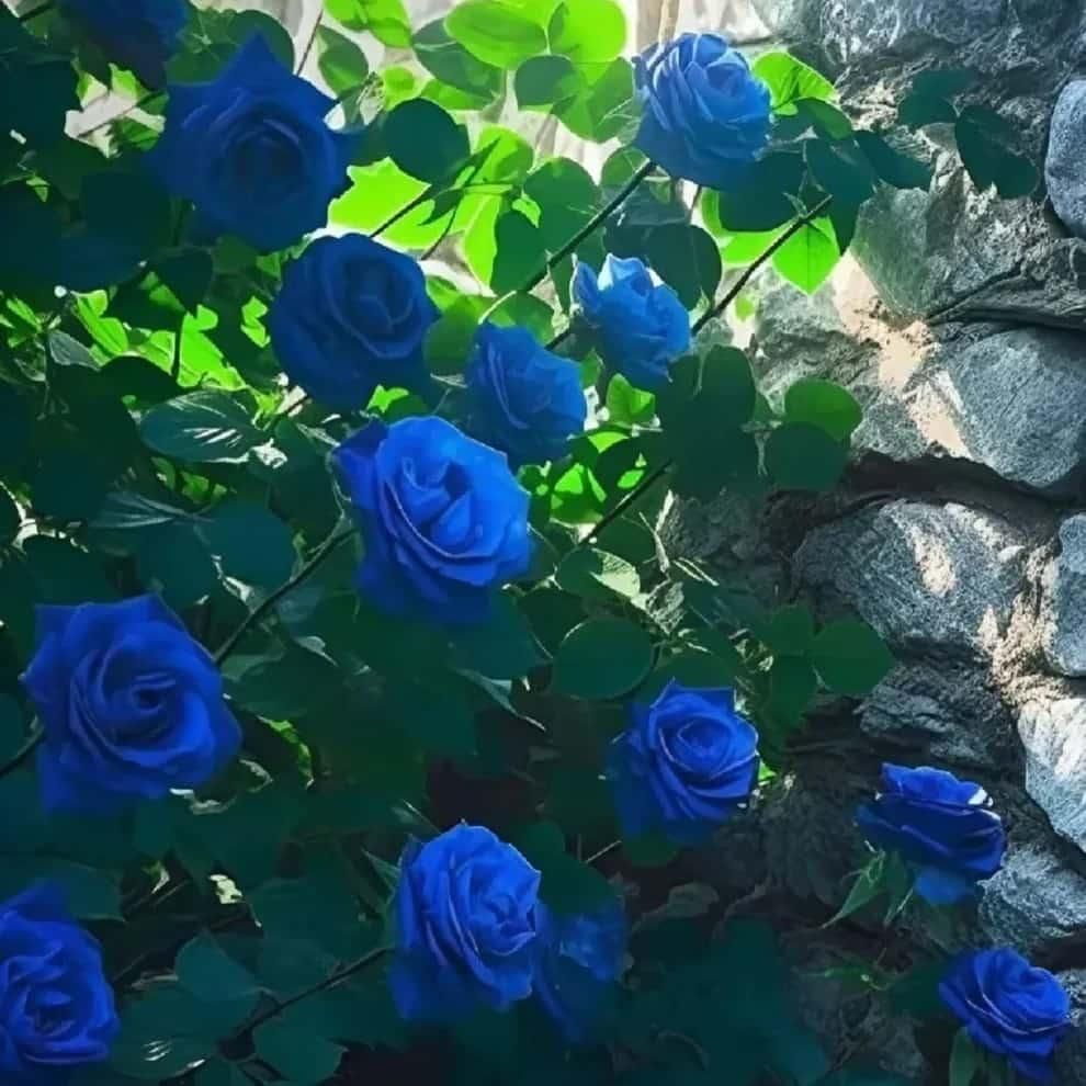 Blue Climbing Rose Seeds For Home Garden